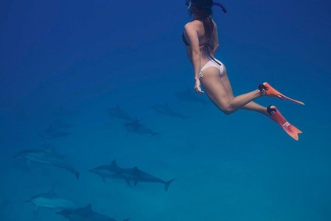 Private Dolphin House Boat Tour with Snorkeling & Lunch– Hurghada - From 8:00 am pickup to marina: how your day starts
