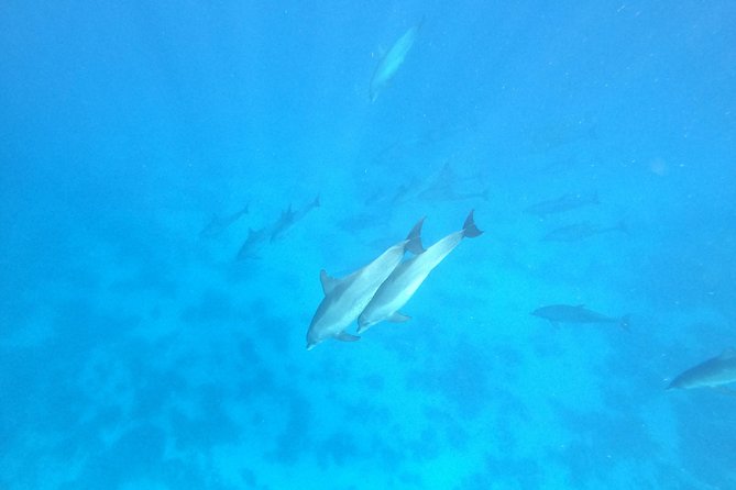 Private Dolphin Watching And Snorkeling Tour - What’s included (and what that means for your budget)