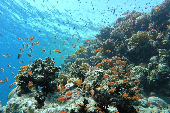 Private Dolphin Watching And Snorkeling Tour - Timing, weather, and dolphin expectations you should plan for
