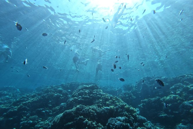 Private Dolphin Watching And Snorkeling Tour - Snorkeling the Red Sea: two reef stops, gear included, no extra fuss