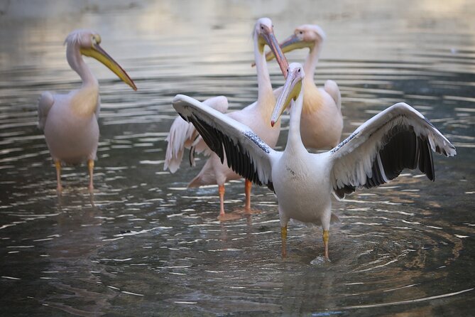 Private Half Day Tour To The Zoo In Giza - Key highlights to look for