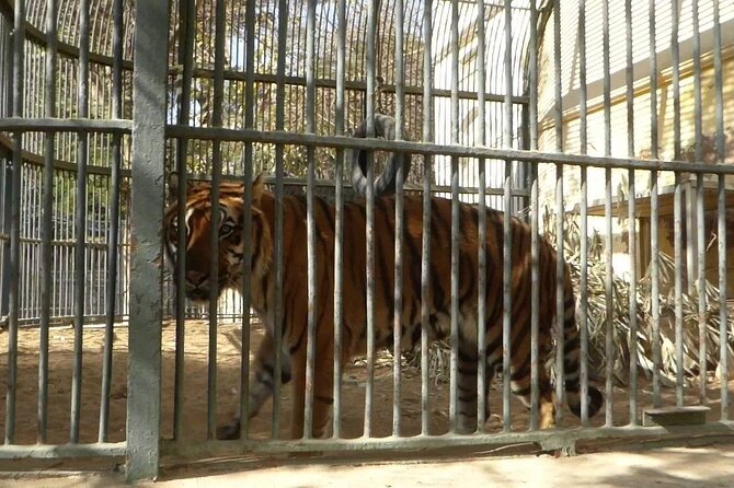 Private Half Day Tour To The Zoo In Giza - Giza Zoo works as a calm counterpoint to Cairo