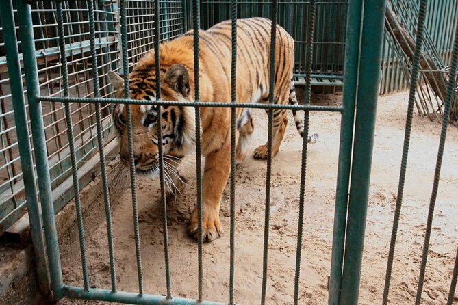 Private Half Day Tour To The Zoo In Giza - How the guide turns animal watching into real understanding