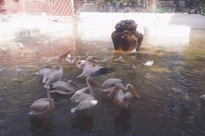 Private Half Day Tour To The Zoo In Giza - What you’ll see at Giza Zoo: old trees, big grounds, and many animals
