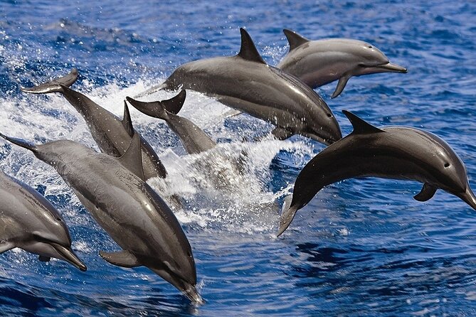 Private Luxury Dolphin House Boat Tour With Lunch - Hurghada - Snorkeling Stops on Red Sea Reefs: Two Chances to See Color