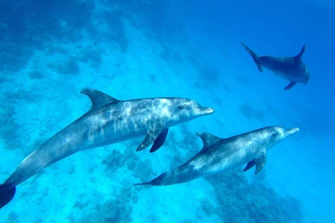 Private Luxury Dolphin House Boat Tour With Lunch - Hurghada - Private Boat Comfort: Why It Feels Better Than Shared Tours