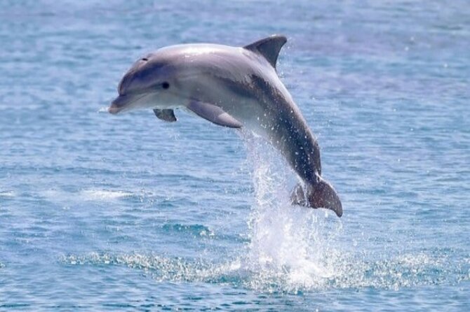 Private Luxury Dolphin House Boat Tour With Lunch - Hurghada - Pricing and Value: The Real Cost Breakdown