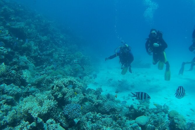 Private sea trip Hurghada - Choosing Dolphin House vs Giftun Island
