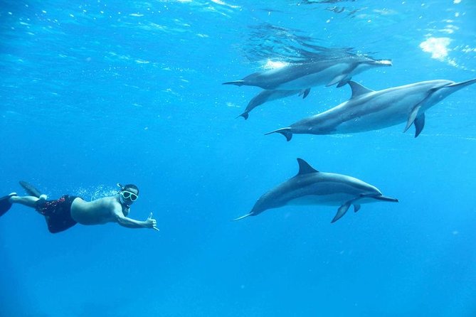 Private Speed Boat to DOLPHINS House & Water activities -HURGHADA - Private Hurghada Speedboat to the Dolphin House: the real-world vibe