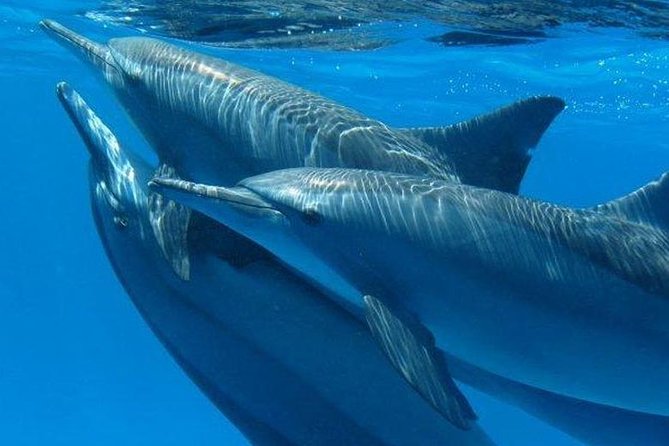Private Speed Boat to Magawish Island's Hidden Wonders - Hurghada - Hurghada to Magawish Island: the day’s flow