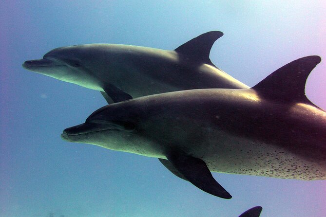 Private Speed Boat to Magawish Island's Hidden Wonders - Hurghada - Magawish Island snorkeling: reef time done with guides