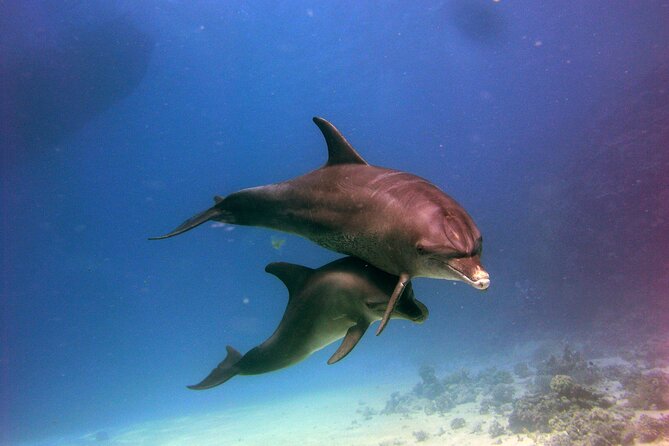 Private Speed Boat to Magawish Island's Hidden Wonders - Hurghada - On-board extras: lunch, massage, banana boat, and show