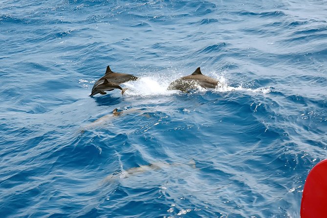 Private Speed Boat to Magawish Island's Hidden Wonders - Hurghada - Practical tips to make the day smoother