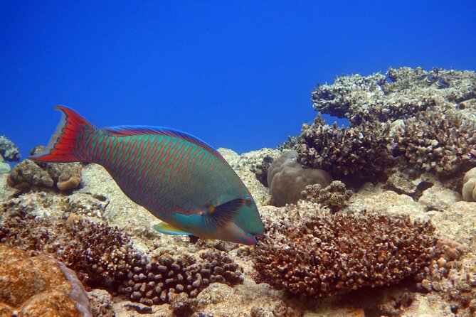 Private Speedboat Excursion Dolphin House Discovery - Hurghada - What You’ll Like Most If You Care About a Calm, No-Crowd Day