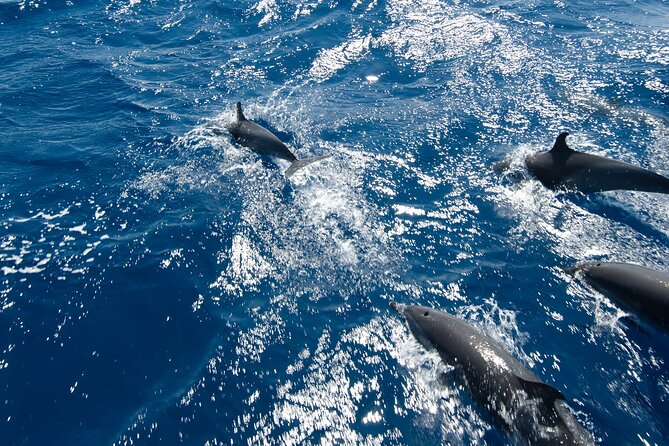 Private Speedboat swimming and Dolphin Watching in Hurghada - Dolphin Odds: What 80% Means When You’re on the Water