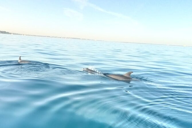 PRIVATE TOUR ! 4-Hours Swiming with dolphins, snorkeling, island by speed boat - What You’re Really Buying in This 4-Hour Private Dolphin and Snorkel Trip