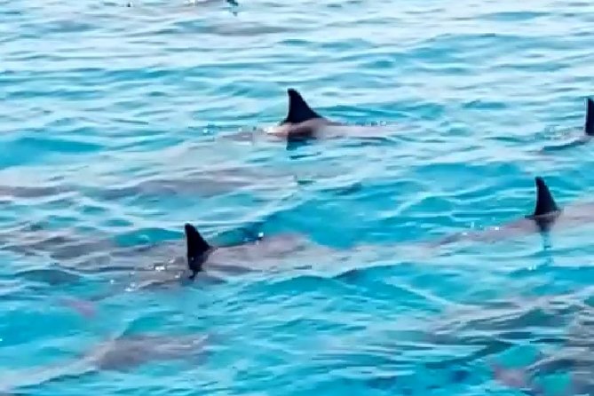 PRIVATE TOUR ! 4-Hours Swiming with dolphins, snorkeling, island by speed boat - Getting There: Pickup Notes and Why Timing Matters