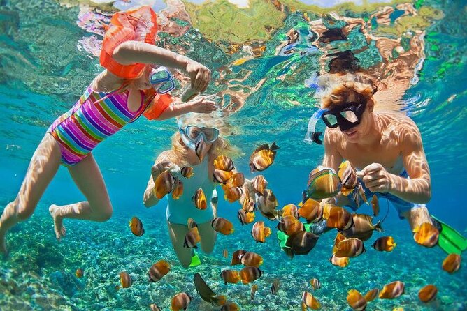 PRIVATE TOUR ! 4-Hours Swiming with dolphins, snorkeling, island by speed boat - Shipwreck Snorkeling: Color, Structure, and the Cool Factor