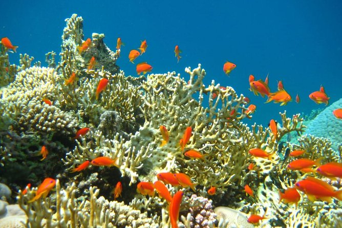 Private tour 5 Days Cairo & Sharm El Sheikh package - Flying to Sharm El Sheikh for a real change of pace