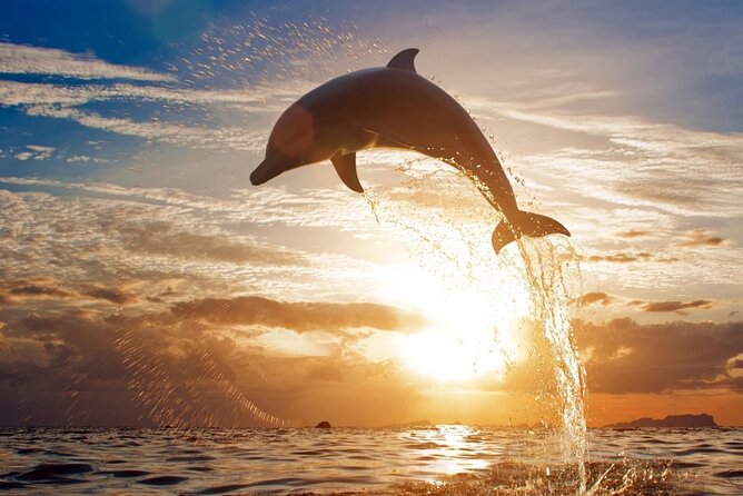 Private Tour to Dolphins house Sea hero of Egypt snorkeling - Key highlights you’ll care about