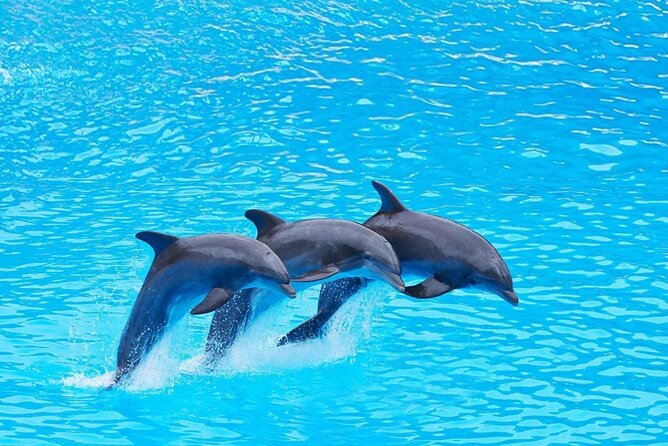 Private Tour to Dolphins house Sea hero of Egypt snorkeling - Hurghada Dolphin House: the 4-hour format that actually fits a vacation