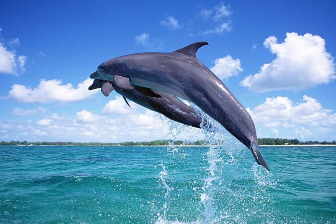 Private Tour to Dolphins house Sea hero of Egypt snorkeling - Price and value: what $130.25 covers (and what you should budget for)