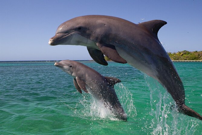 Private Tour to Dolphins house Sea hero of Egypt snorkeling - Hotel pickup at 7:45–8:15 and how the day stays low-stress