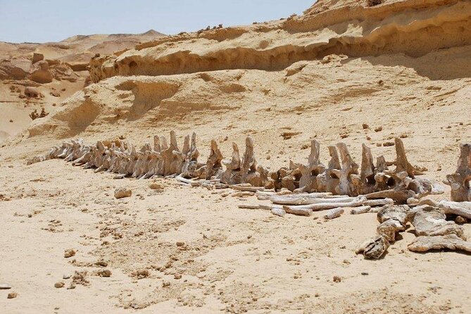Private Tour to Whales Valley & Wadi El Rayan Waterfalls in El Fayoum from Cairo - Faiyum Oasis + Magic Lake time: relaxing after the fossils