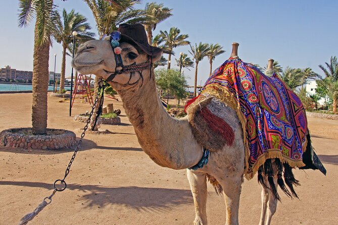 Private Transfer From Aswan to Marsa Alam or Vice Versa - Rest stops on request: making the ride feel less like a chore