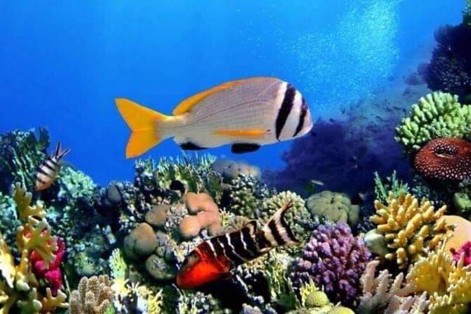 Private Transfers From Luxor To Hurghada - How This Luxor–Hurghada Transfer Fits Real Schedules