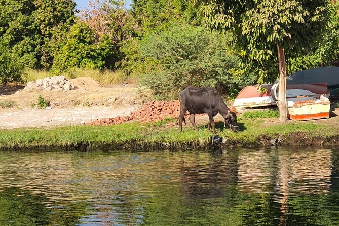 Private Trip to Nubian Village and Felucca Ride in Aswan - Omar Kashy’s Guidance: What Makes This Tour Feel Personal