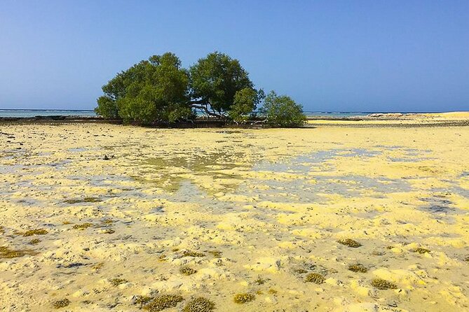 Private Trip to sharm el Lulli and wadi el Qulaan from Marsa Alam - Who this tour suits best—and who might prefer something else