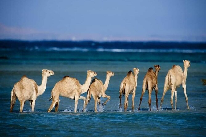 Private trip to wadi el Gemal from Marsa Alam - Pickup, Vehicle, and Timing: The Part You Should Double-Check