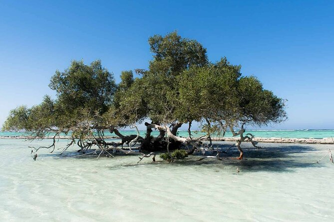 Private trip to wadi el Gemal from Marsa Alam - Snorkeling at Sharm el Lulli: Reef Time That People Actually Remember