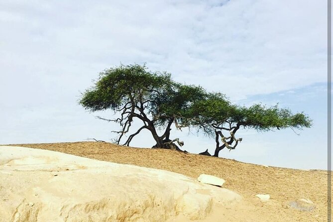Private White Desert tour one Full day from Cairo - Price and value: is $149 a fair deal for a private desert day?