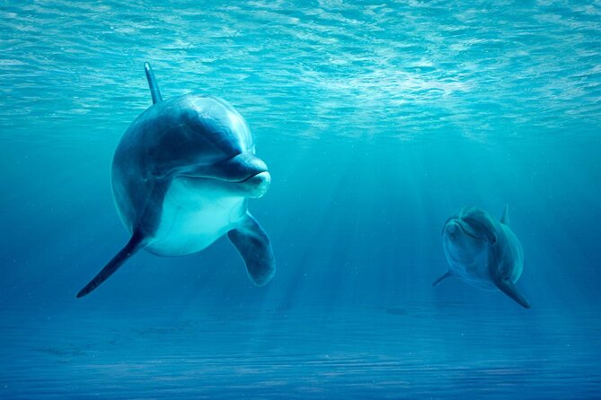 Private Yacht Cruise to Dolphin House with Lunch : Hurghada - Dolphin House time: how to maximize your chance of seeing dolphins
