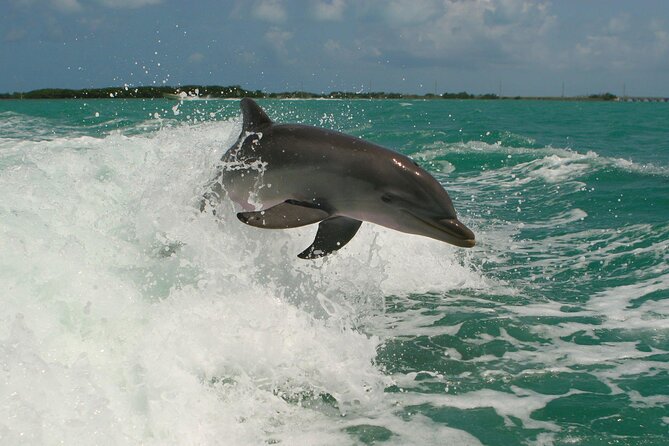 Private Yacht Cruise to Dolphin House with Lunch : Hurghada - Who should book this yacht cruise (and who might not)