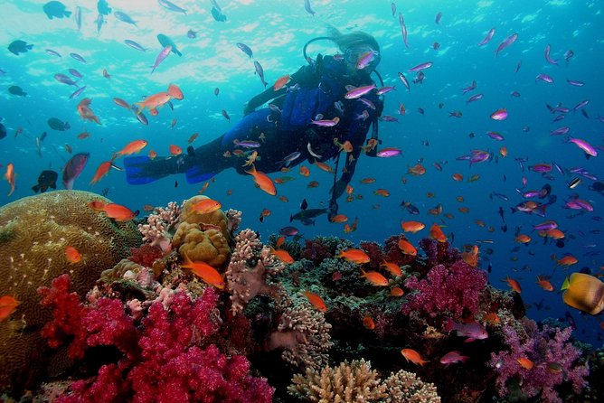 Professional 2 Stops Scuba Diving Full Day Boat Trip - Hurghada - Two different underwater stops: What you’ll do between “on” and “wow”