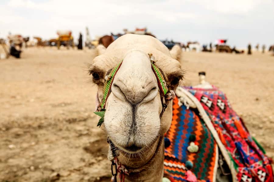 Pyramids of Giza and Great Sphinx: Private Half-Day Tour - Should You Book This Private Pyramids of Giza and Great Sphinx Tour?