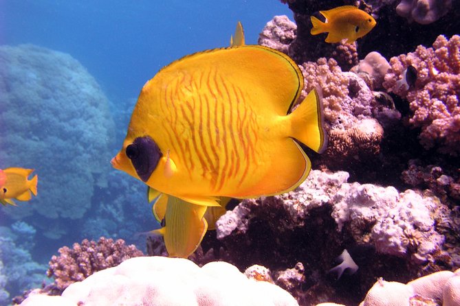 Ras Mohamed by Bus from Sharm elsheikh - Price and value: getting a real snorkeling morning for $23.32