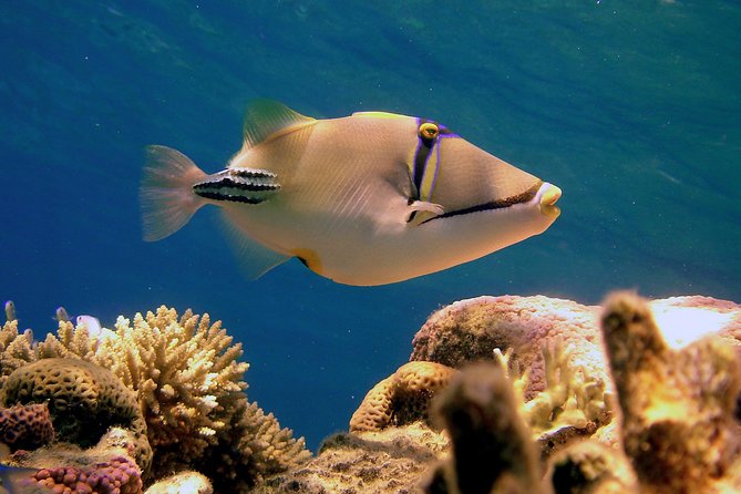 Ras Mohamed by Bus from Sharm elsheikh - Best for who? Matching your snorkeling style to the trip