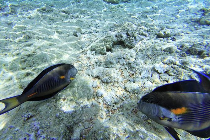 Ras Mohamed & White Island from Sharm El Sheikh by boat - Timing Tips for a Smooth Day on the Water