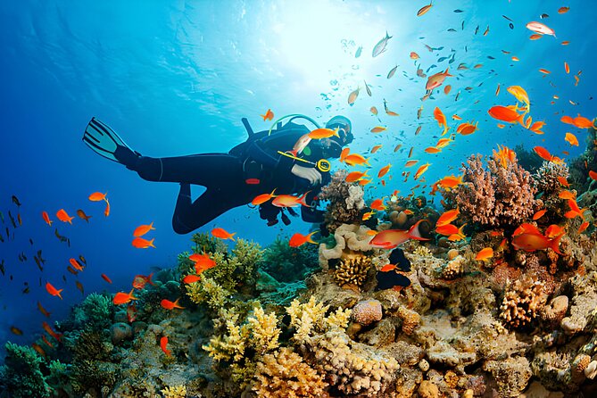 Ras Mohamed, White Island Trip, Two Stops Diving -Sharm El Sheikh - What You’re Really Buying for $5 (and What to Pay Extra)