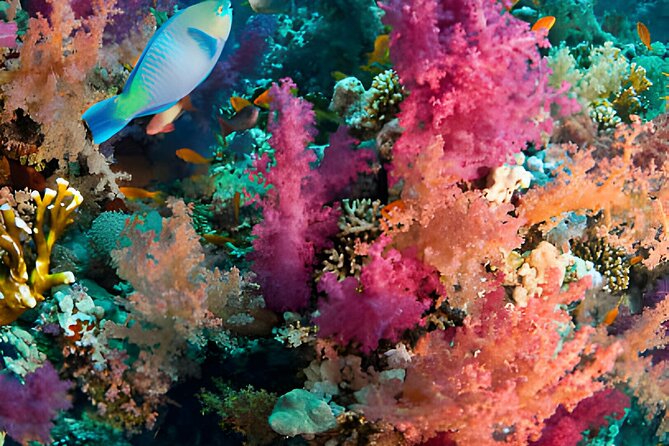 Ras Mohamed, White Island Trip, Two Stops Diving -Sharm El Sheikh - White Island: A Different Kind of Stop Beyond the Snorkel