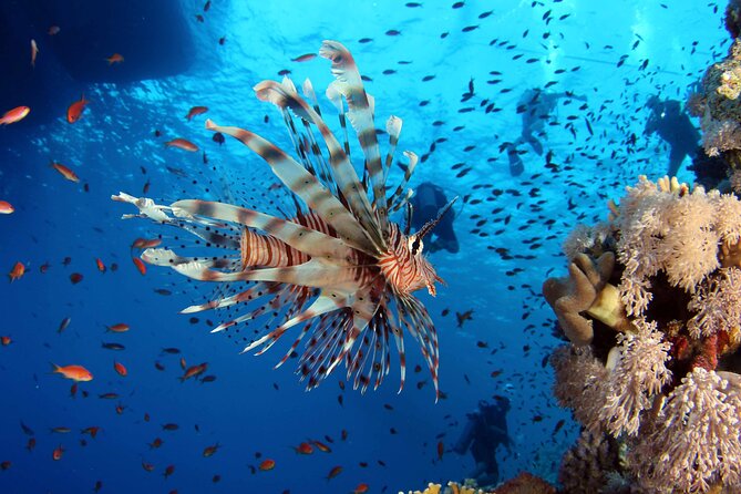 Ras Mohammed Diving & White Island Luxurious Cruise with Lunch - White Island: Where the Trip Slows Down (and Why That Matters)