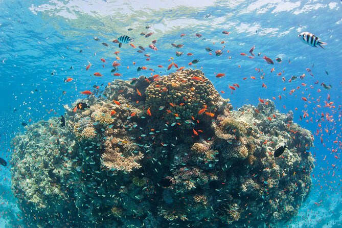 Ras Mohammed Diving & White Island Luxurious Cruise with Lunch - Comfort, Crew, and Safety: Why This Trip Feels Well Run