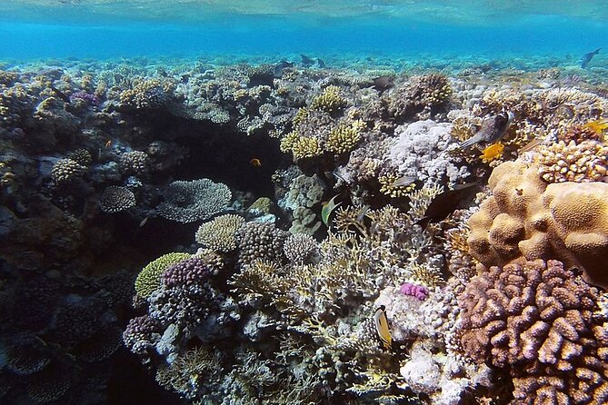 Ras Muhammed & White Island Snorkeling Sea Trip - Sharm El Sheikh - Snorkeling Gear and a Guide You Can Rely On