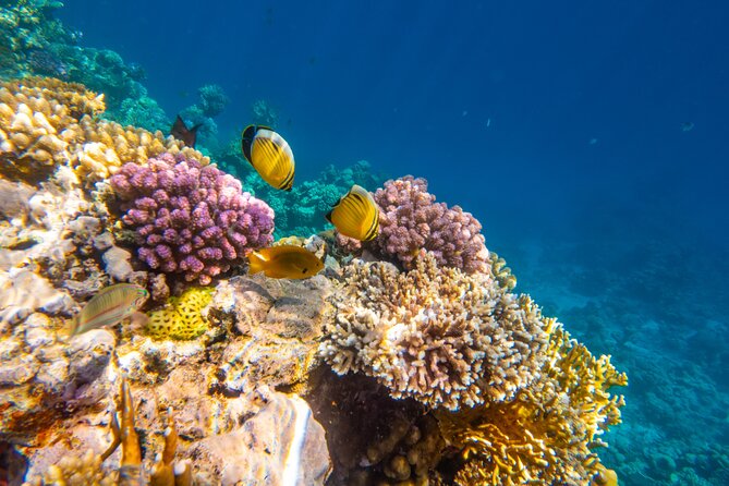 Ras Muhammed & White Island Snorkeling Sea Trip - Sharm El Sheikh - Who This Tour Fits Best (And Who Might Want a Different Plan)