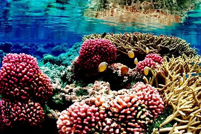 Red Sea: Semi Submarine Trip & Snorkeling - Why A Semi-Submarine Works So Well in Hurghada