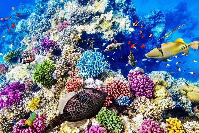 Red Sea: Semi Submarine Trip & Snorkeling - Price Value Check: Is $20 Good Here?